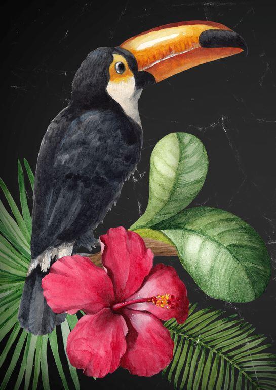 Toucan