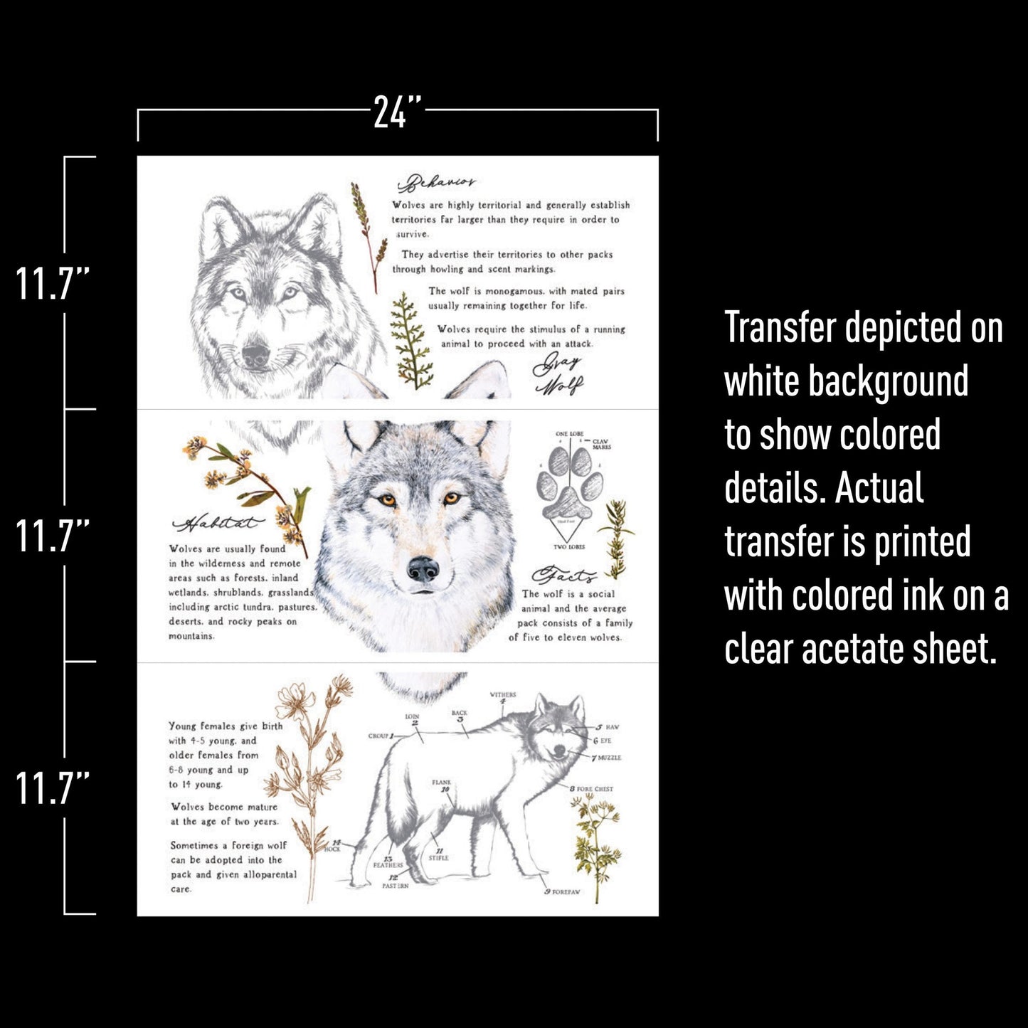 Gray Wolf transfer - Rub-On Furniture Decal transfer by Redesign with Prima!